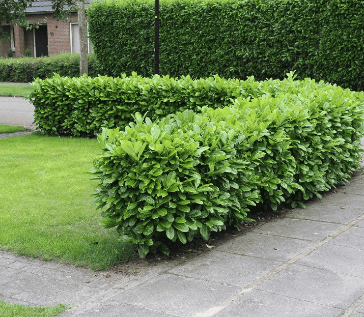 Niedrige Hecken Vorgarten