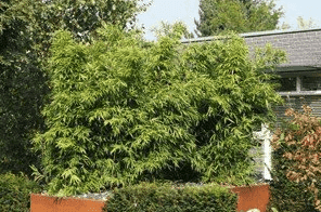 Bambus-Pflege: Tipps zum Gießen, Düngen & Schneiden