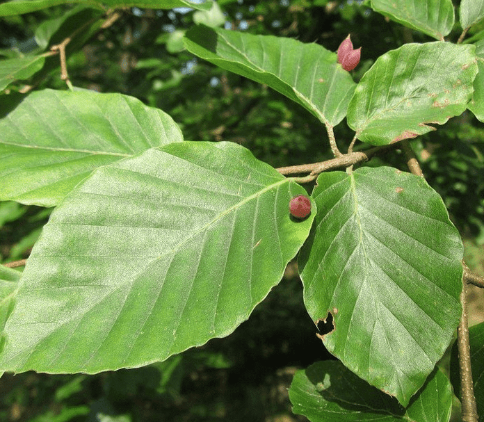 Wann darf ich meine Buchenhecke schneiden?