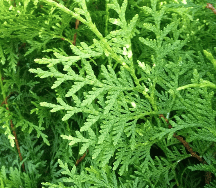 Koniferen schneiden: Wann ist die beste Zeit dafür?