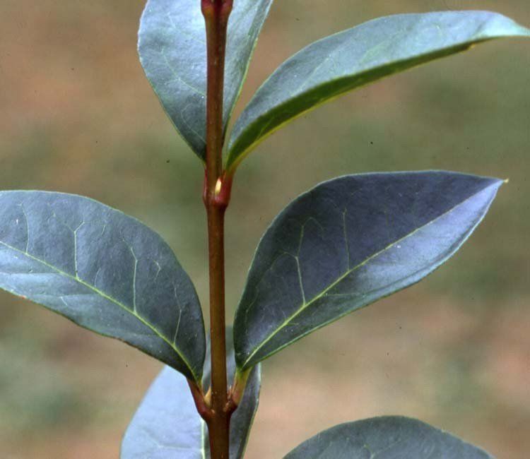 Blattfleckenkrankheit bekämpfen