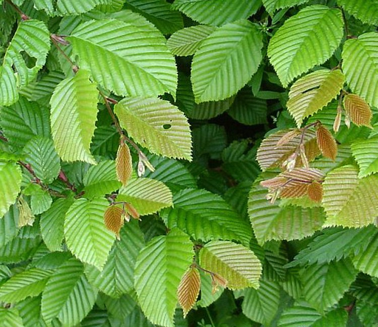 Buchenhecke pflanzen: Darauf müssen Sie achten