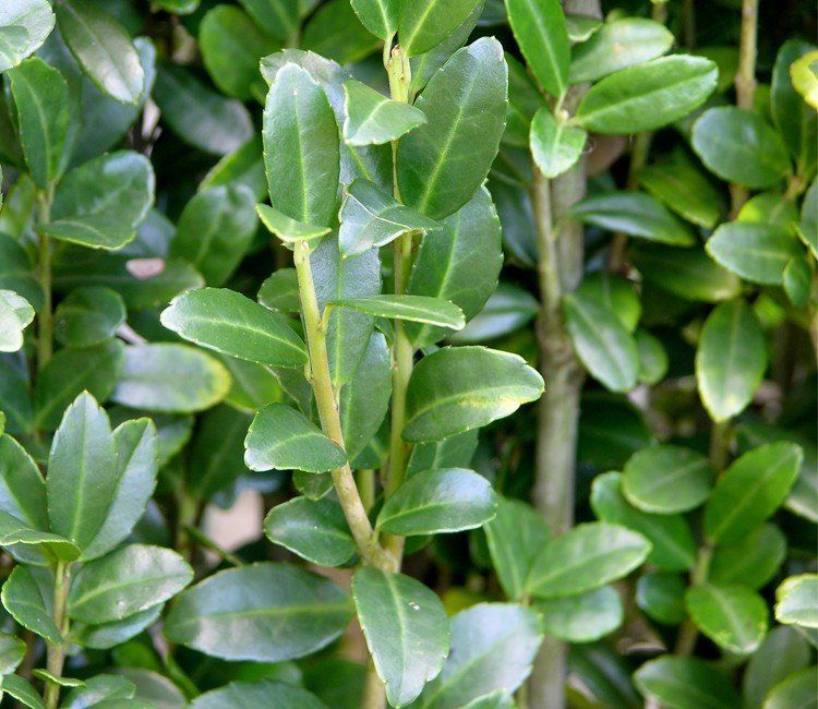 Einen Buchsbaum umpflanzen