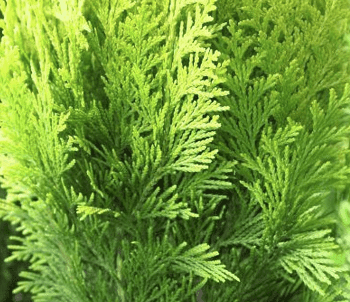 Eine zu hohe Thuja schneiden - Tipps vom Gärtner