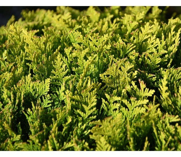 Welche Arten der Scheinzypresse gibt es?