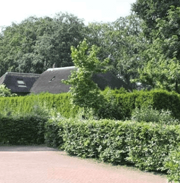 Immergrüne Pflanzen für den Garten und die Hecke