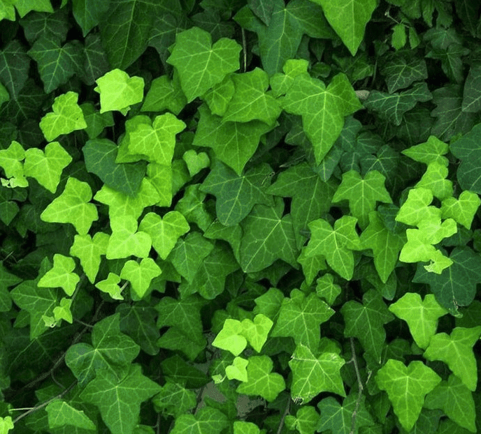 sichtschutz pflanzen