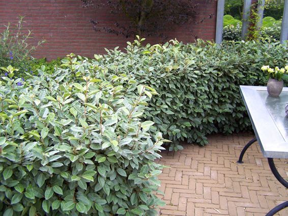Ölweide schneiden: Tipps für eine gesunde Hecke