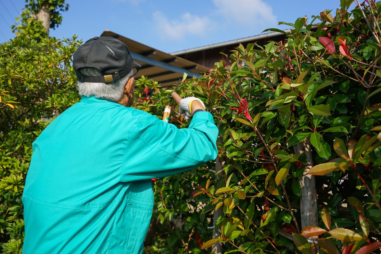Wann ist der beste Zeitpunkt, die Glanzmispel zu schneiden?