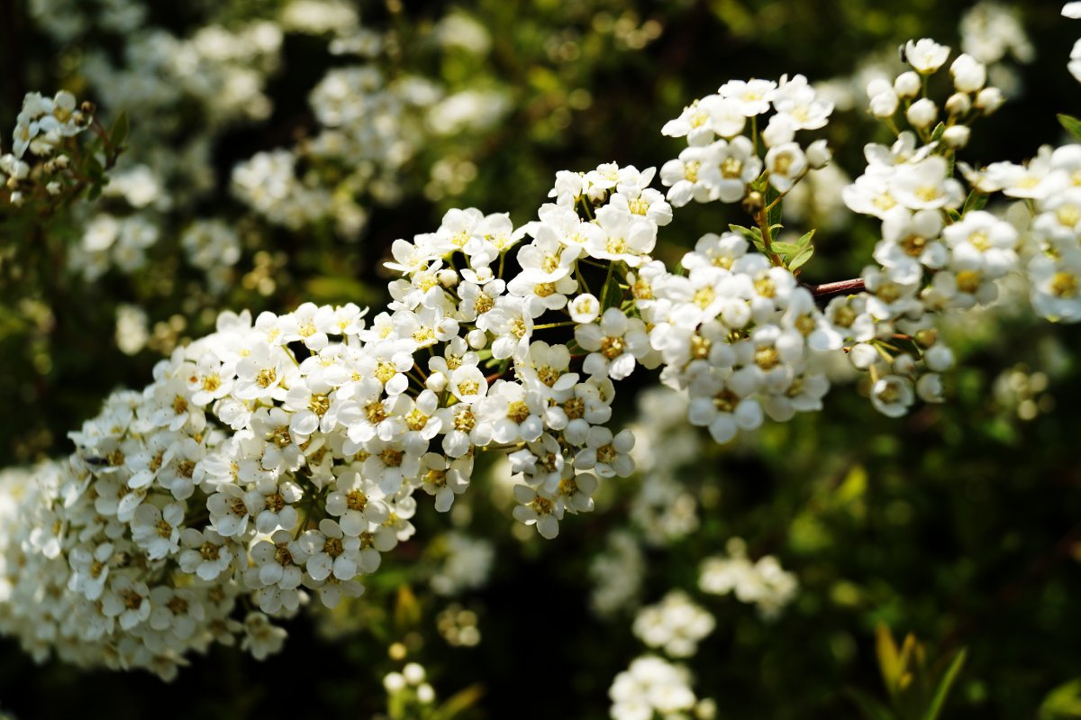 Welche Sträucher blühen im Sommer?