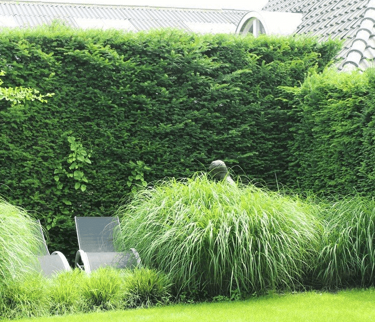 taxus baccata pflanzen