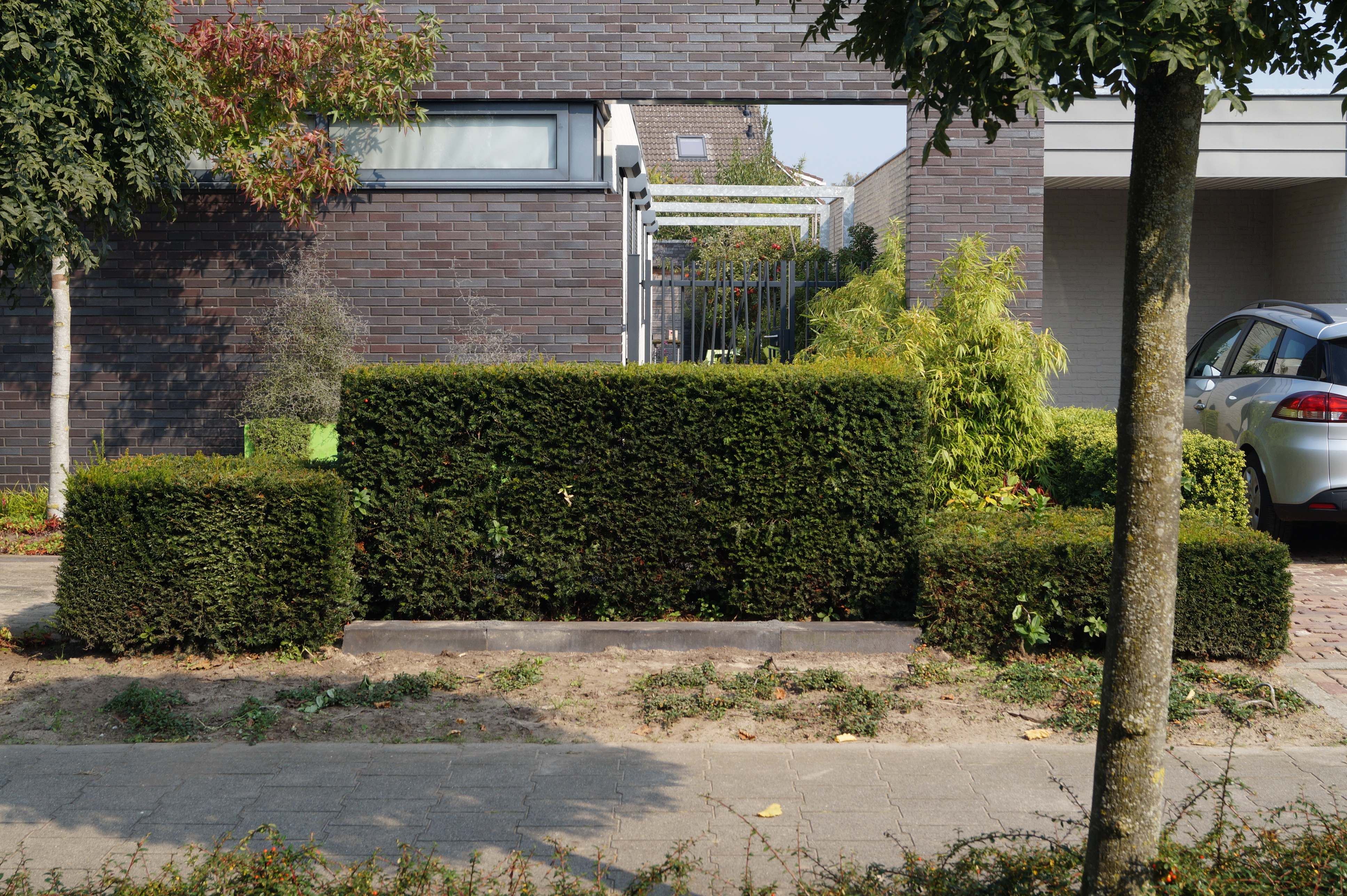 eibenhecke schneiden