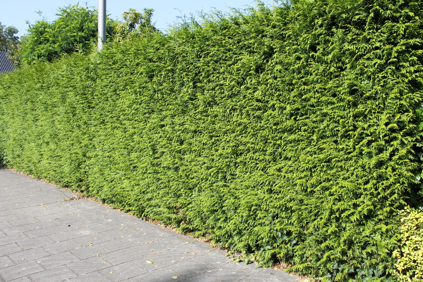 Thuja-Krankheiten erkennen und behandeln: Die häufigsten Ursachen