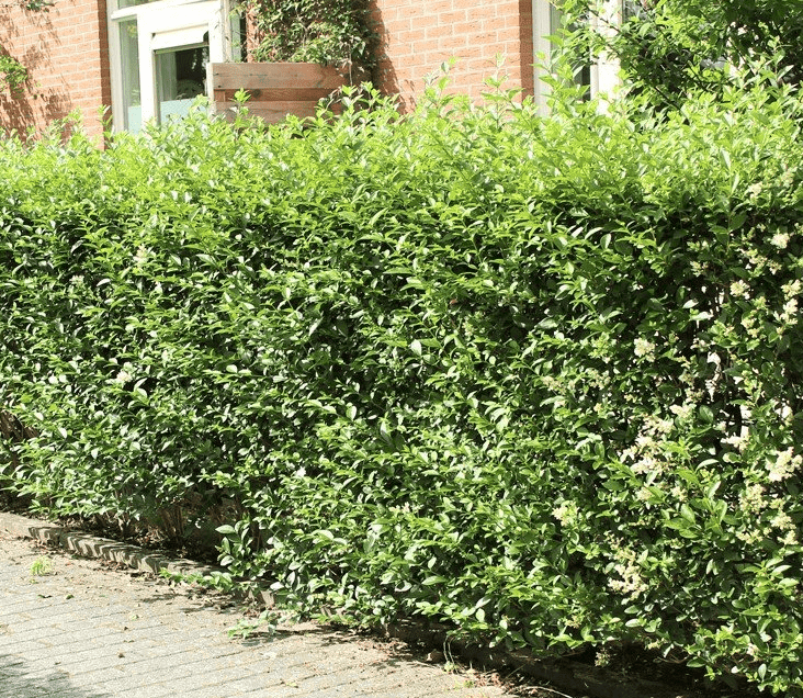 vernachlassigte ligusterhecke schneiden
