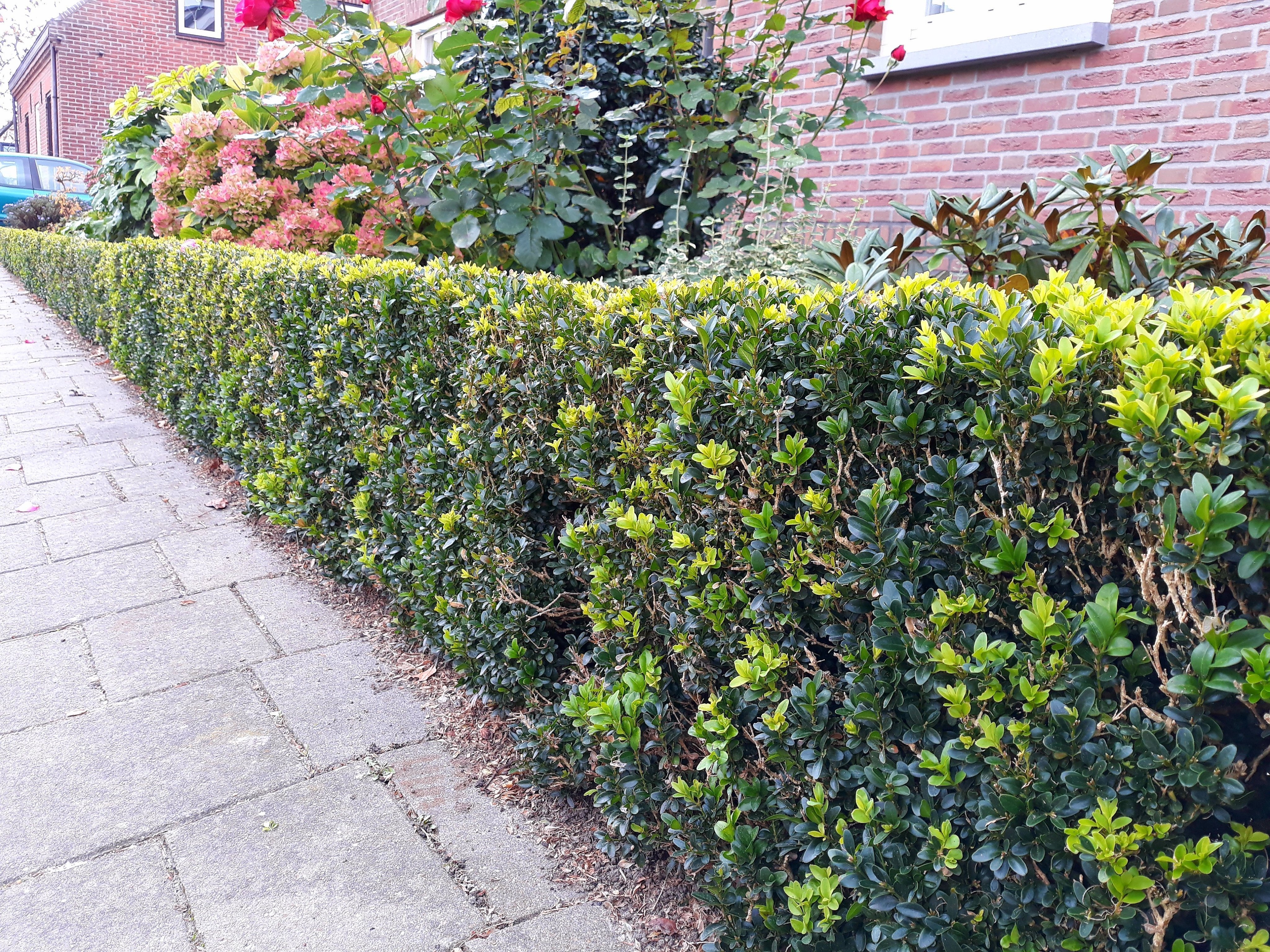 Buxus Pflegen und mit Kalk Düngen