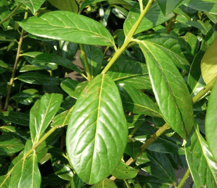 Wann kann man eine Kirschlorbeer Hecke am besten schneiden? 