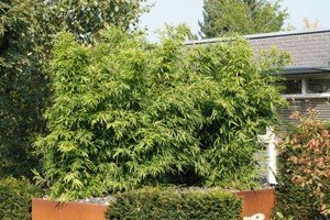 Kann man Bambus im Kübel pflanzen? - Anleitung & Pflegetipps