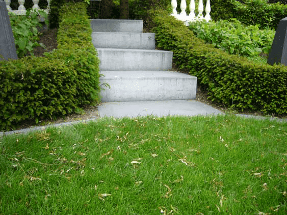 Welche Pflege benötigt meine Hecke im Winter?