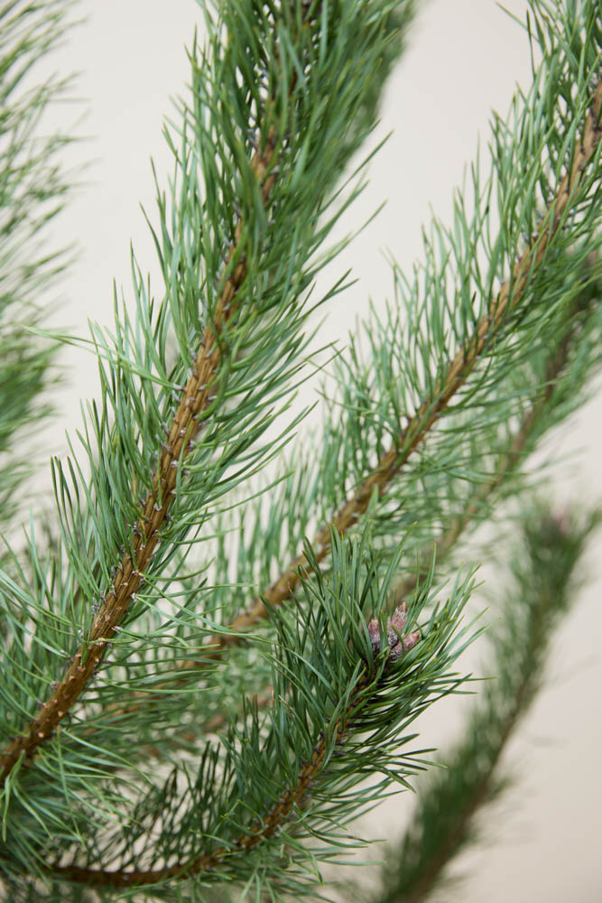 Steckbrief der Waldkiefer