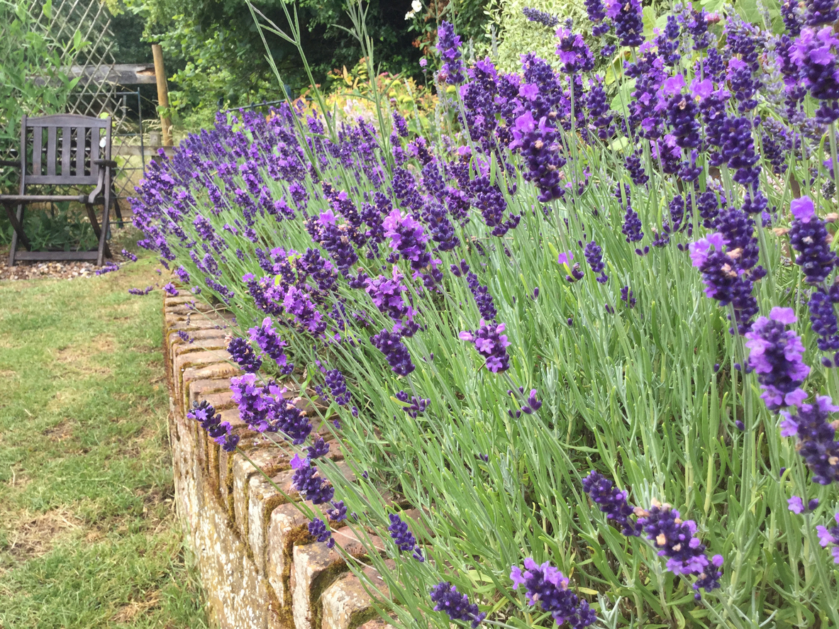 Sträucher mit lila Blüten: Lavendel
