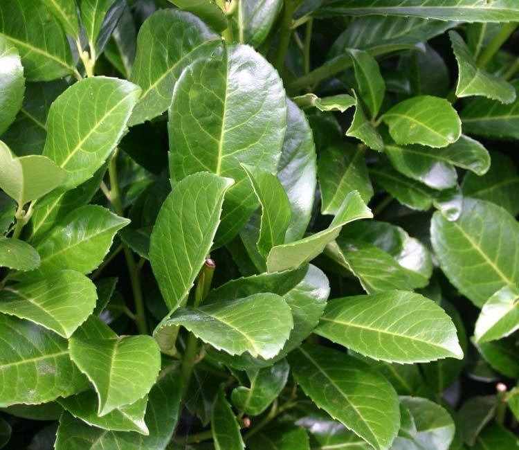 kirschlorbeer giesen