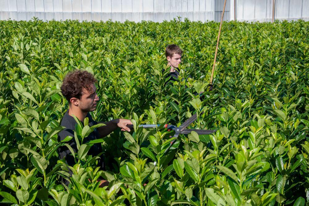 In_Der_Gartnerei_Die_Heckenpflanzen_Pflegen