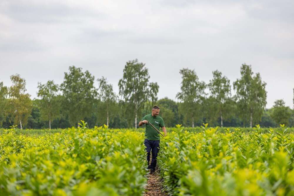 Mitarbeiter_Hackt_Zwischen_Den_Heckenpflanzen
