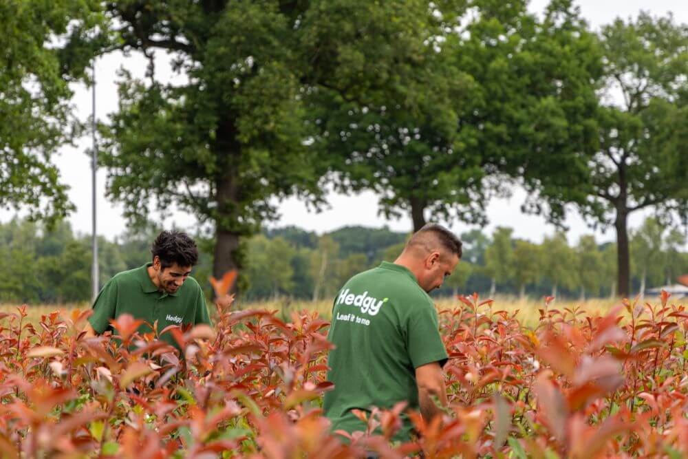 Pflegeleichte_Hecken_In_Einer_Gartnerei