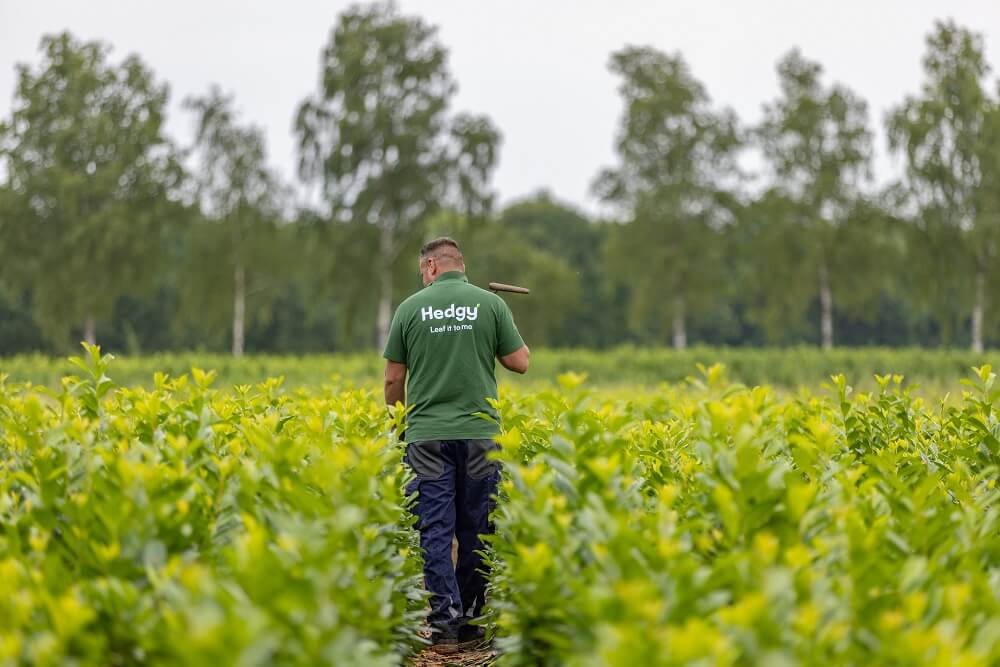 Kirschlorbeer Hecke Kirschlorbeer Hecke
