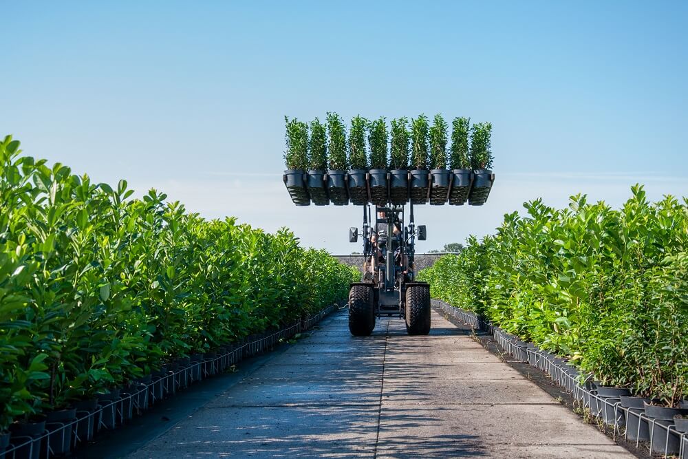 Lawsons Scheinzypresse