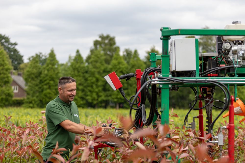 Spindelstrauch Spindelstrauch