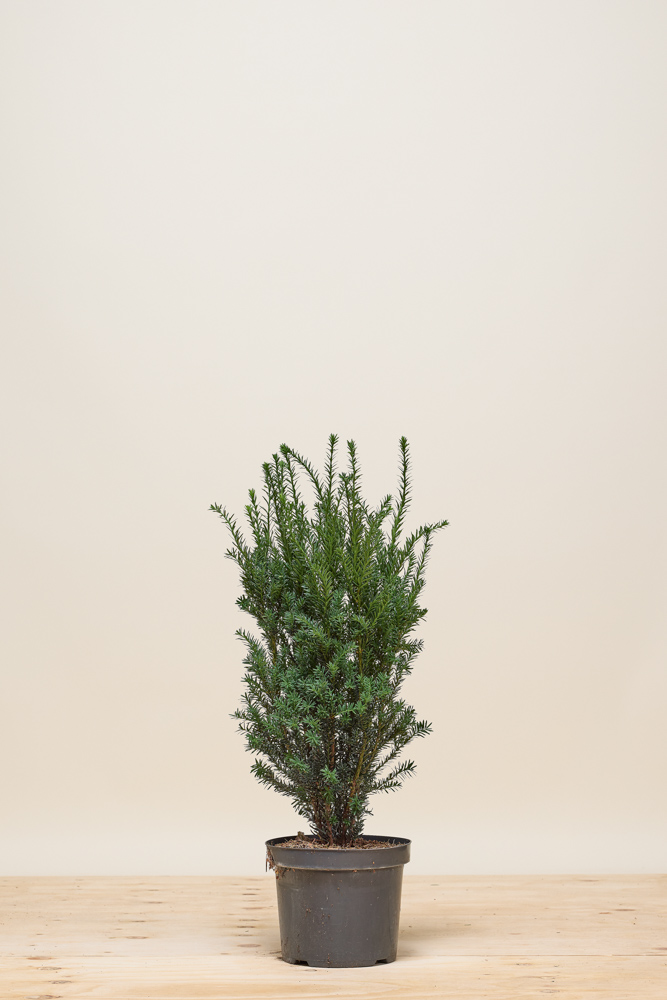 Becher-Eibe-Hilli-Topf-60-80