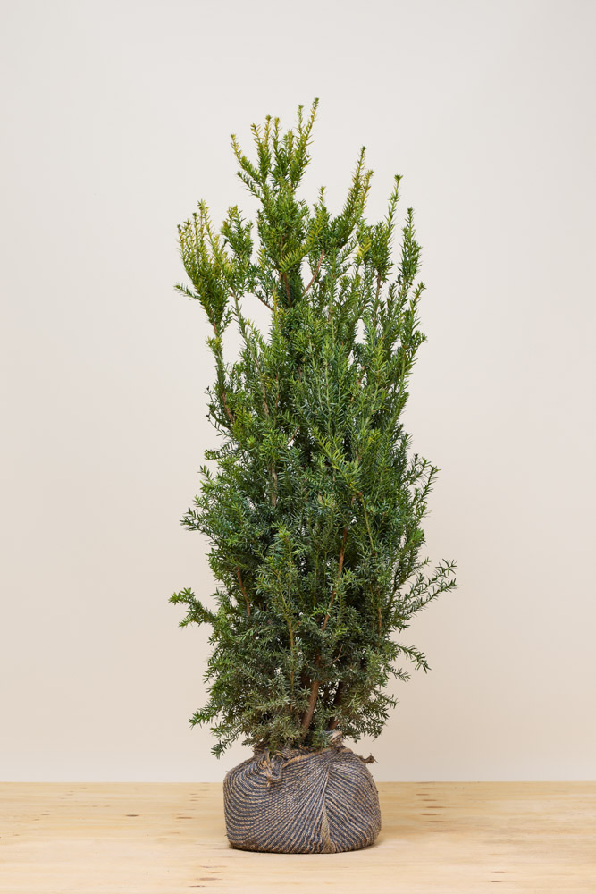 Becher-Eibe-Hilli-Wurzelballen-125-150