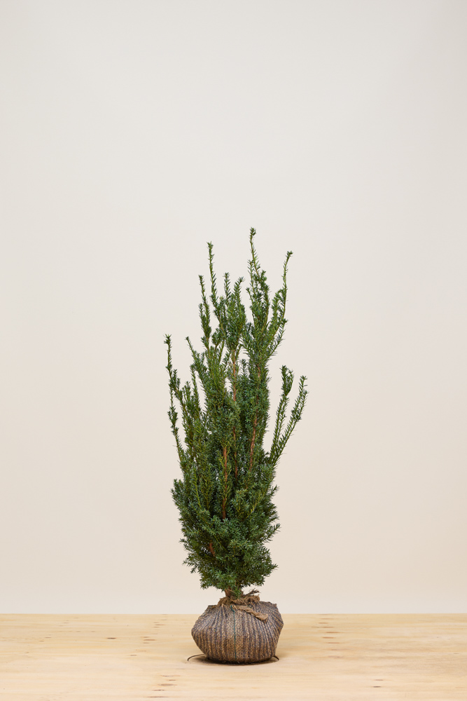 Becher-Eibe-Hilli-Wurzelballen-80-100