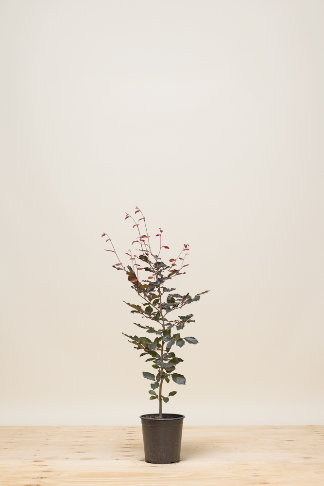 Blutbuche Topf 60-80 cm Topf