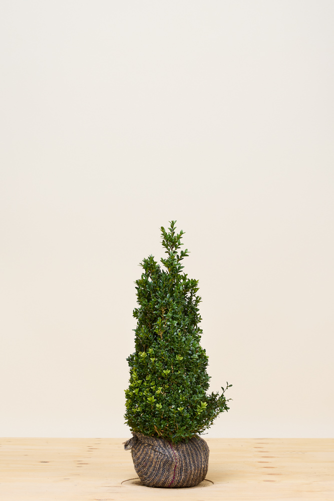 Buchsbaum Wurzelballen 60-80 cm Wurzelballen