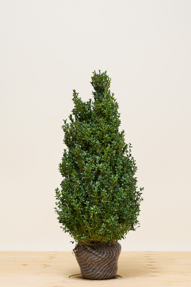 Buchsbaum Wurzelballen 80-100 cm Wurzelballen