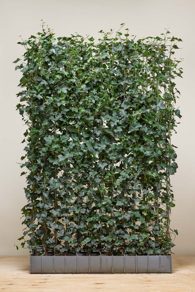 Efeu Fertighecke 200