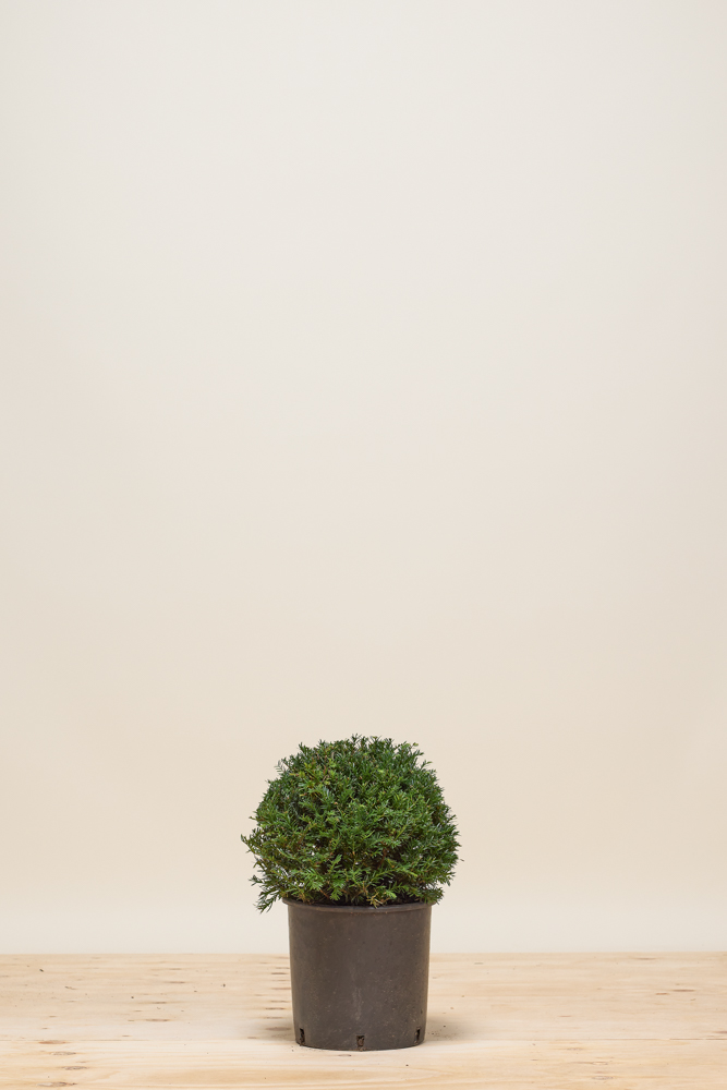 Europäische Eibe Kugel 30 cm Topf