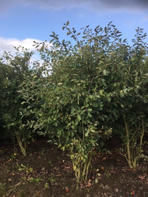 Felsenbirne Wurzelballen 250-275 cm Wurzelballen