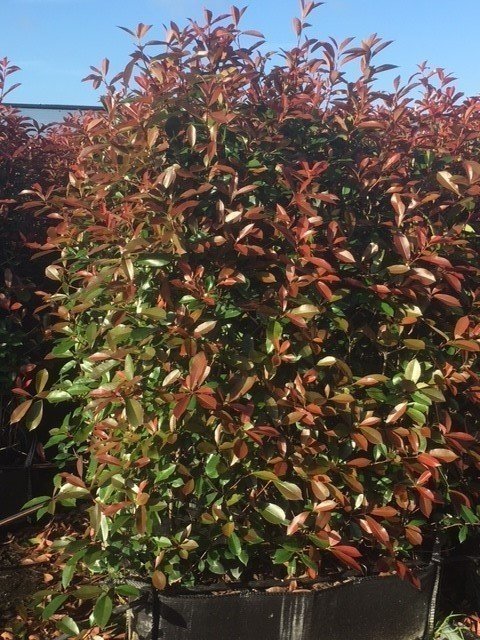 Glanzmispel Fertighecke 150 160