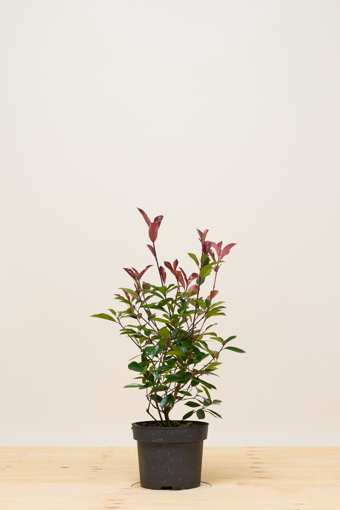 Glanzmispel Topf 60-80 cm Topf