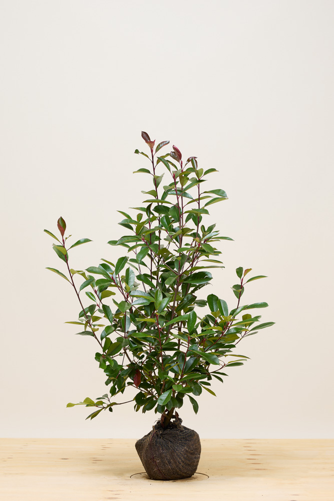 Glanzmispel Wurzelballen 80-100 cm Wurzelballen