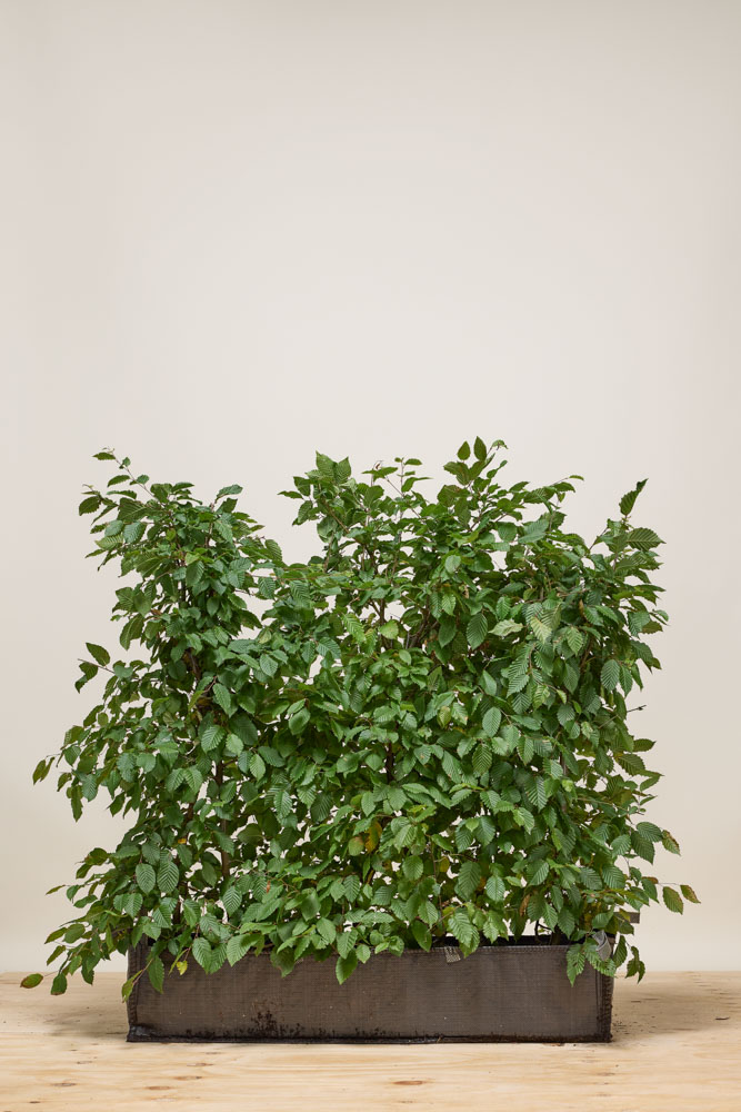 Hainbuche-Fertighecke-80-100