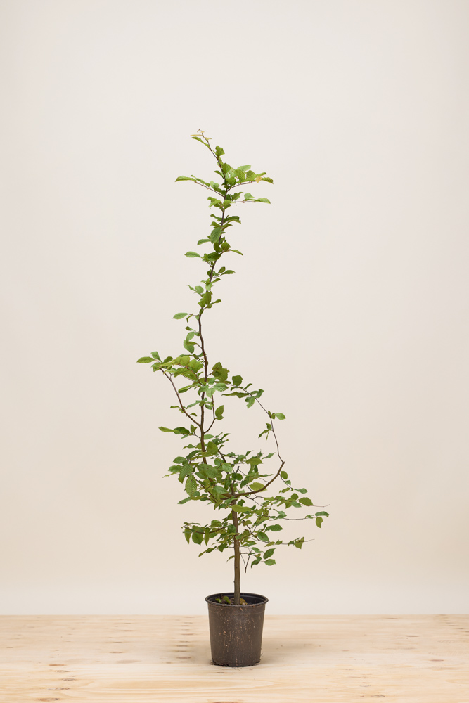 Hainbuche-Topf-100-125