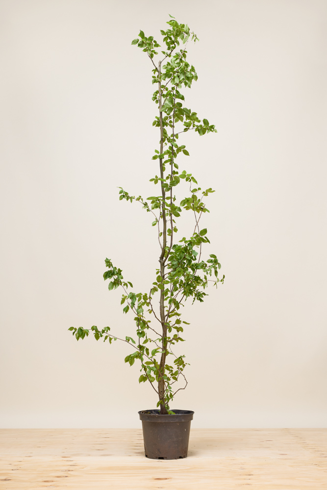 Hainbuche-Topf-175-200