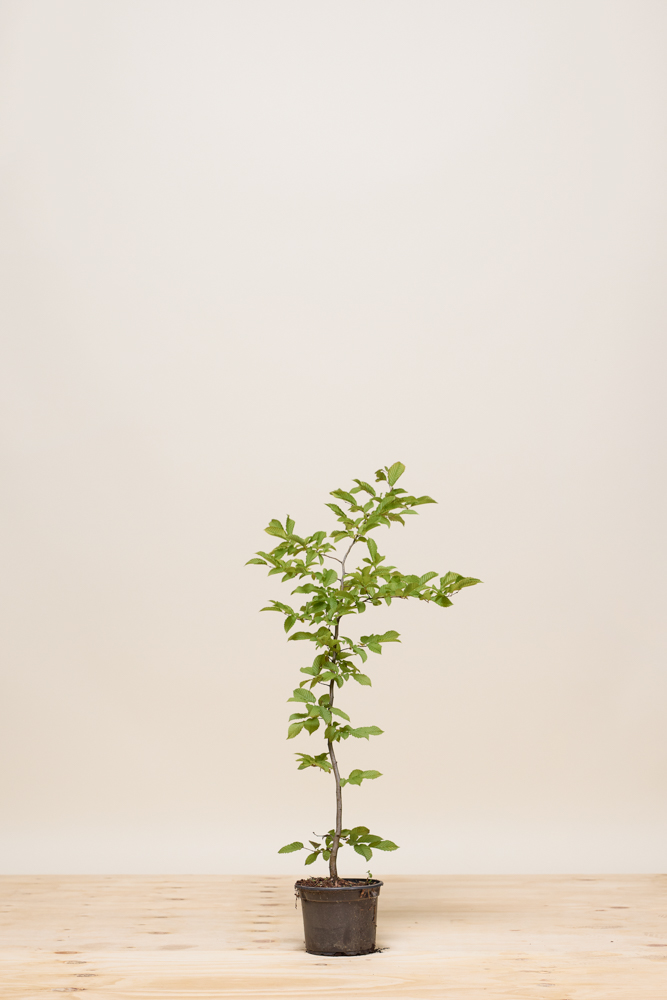 Hainbuche-Topf-60-80