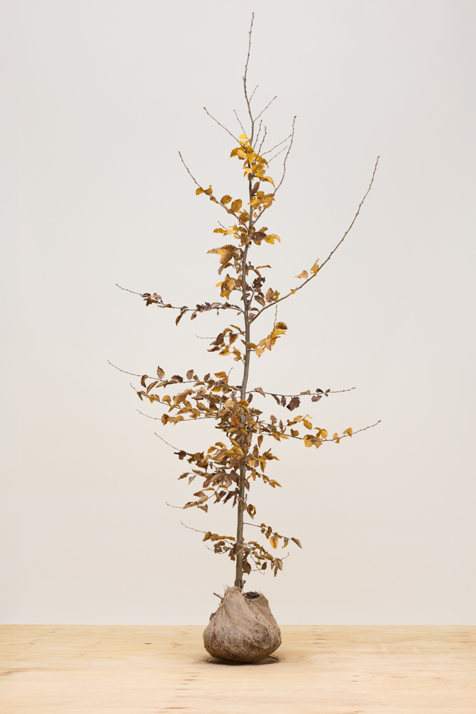 Hainbuche-Wurzelballen-175-200