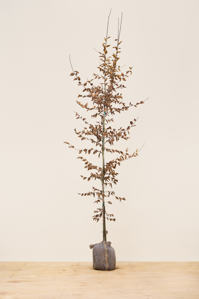 Hainbuche-Wurzelballen-200-225