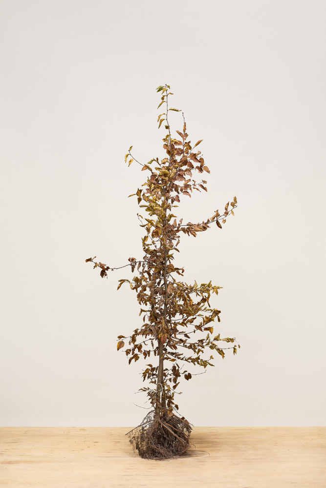 Hainbuche-Wurzelware-150-175